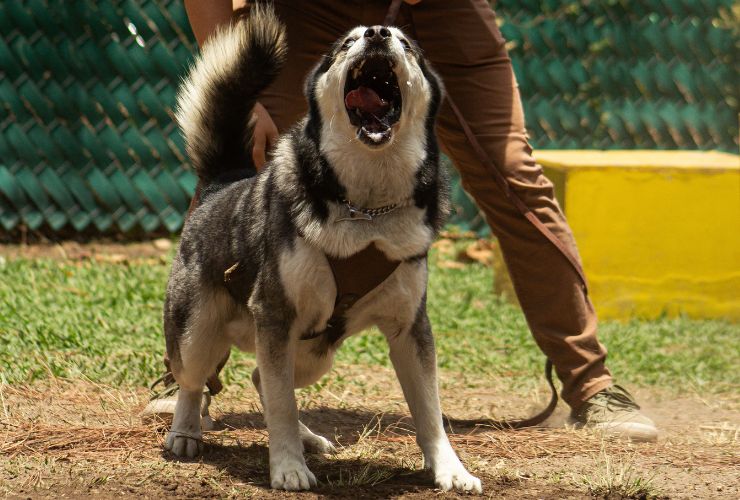 Masterclass de Manejo y legalidad de perro operativo